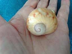 Image of colorful Atlantic moonsnail