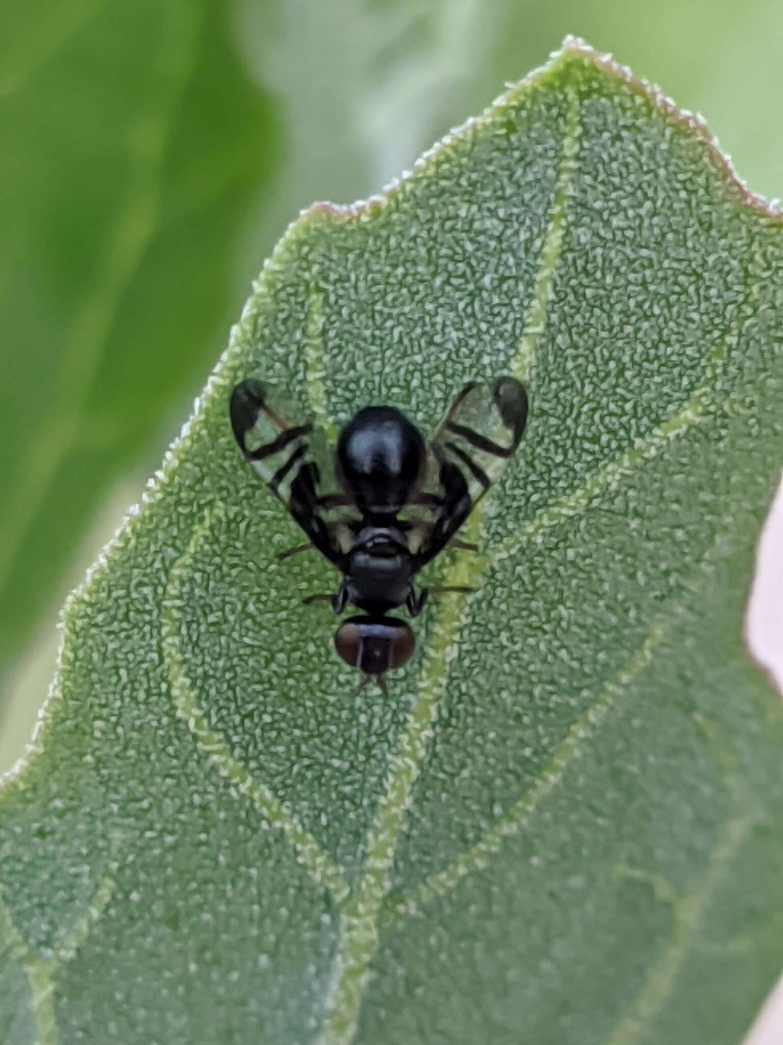 Image of Rivellia hispanica Lyneborg 1969