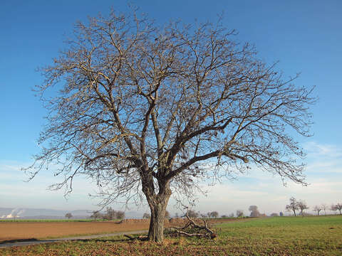 Image of Common walnut