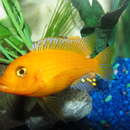 Image of Cichlid