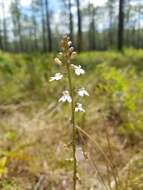 Image of White Lobelia