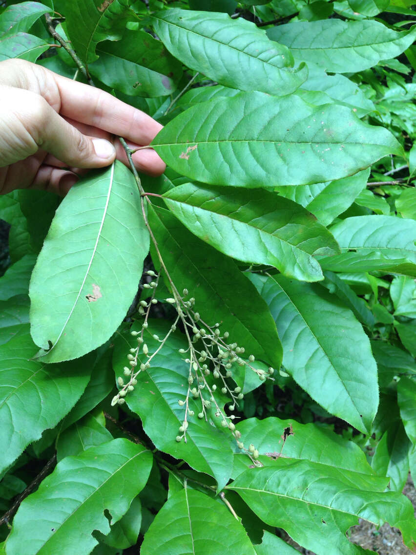 Image de Oxydendrum