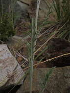 Image of Leucheria rosea Poepp. ex Less.