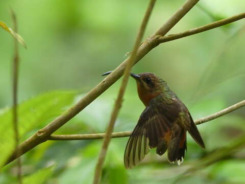 Image of Bronzy Hermit