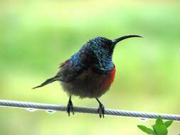 Image of Greater Double-collared Sunbird