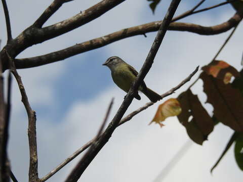 Image of Sooty-headed Tyrannulet