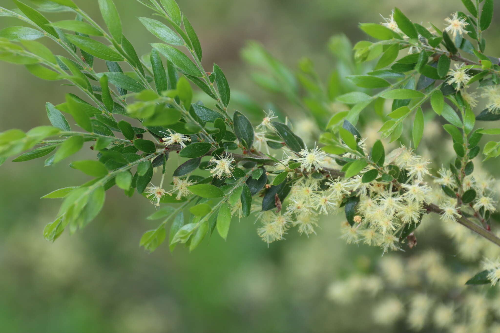 Acacia howittii F. Muell. resmi