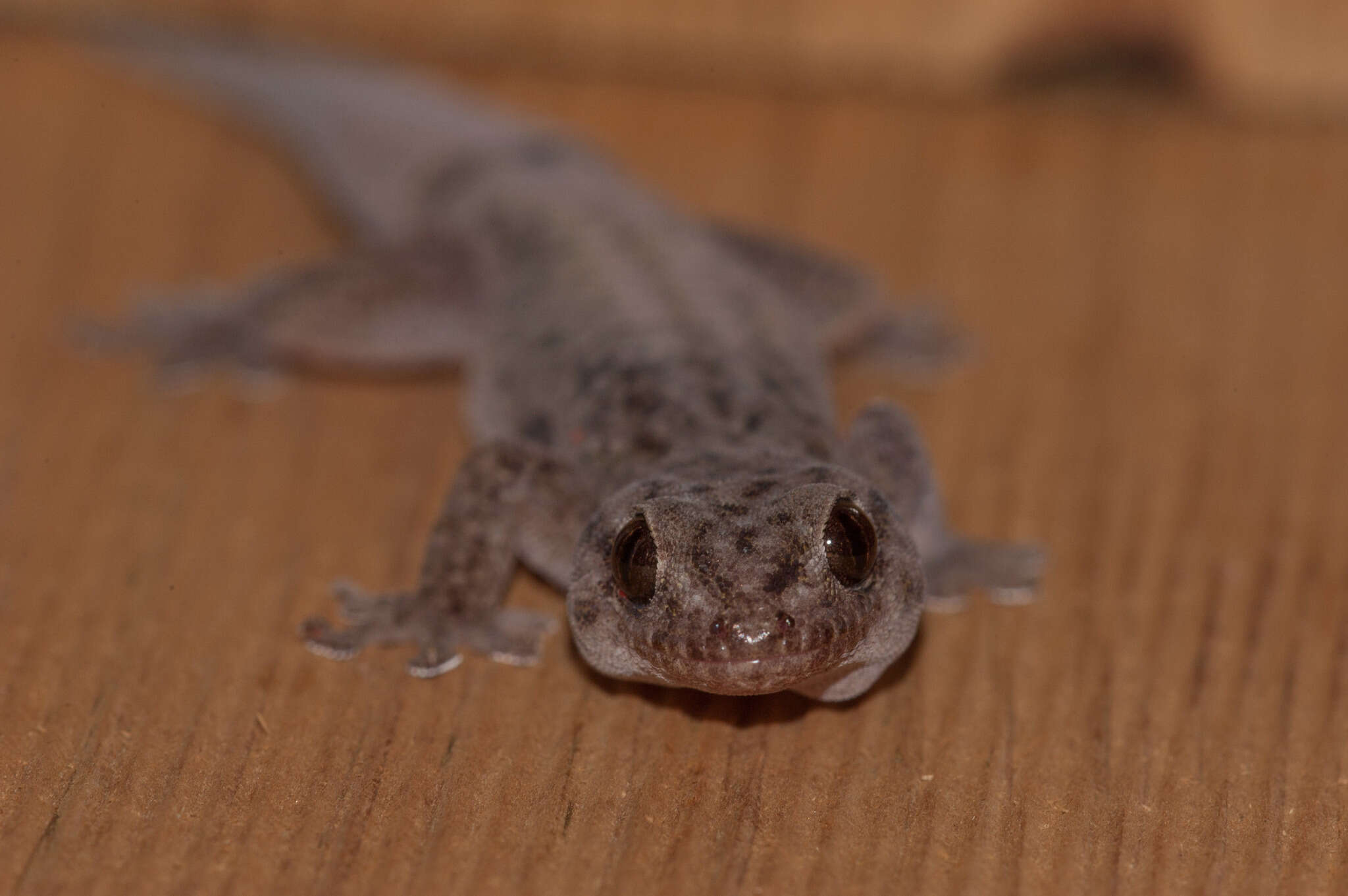 Image of Gehyra versicolor Hutchinson, Sistrom, Donnellan & Hutchinson 2014