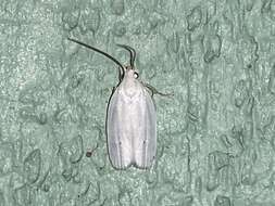 صورة <i>Antaeotricha albulella</i>