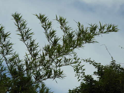 Guadua paniculata Munro的圖片