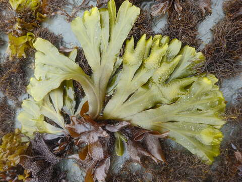 Image of Fucus distichus