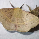 صورة Anthela acuta (Walker 1855)