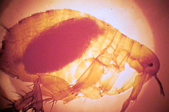 Image of Oriental rat flea