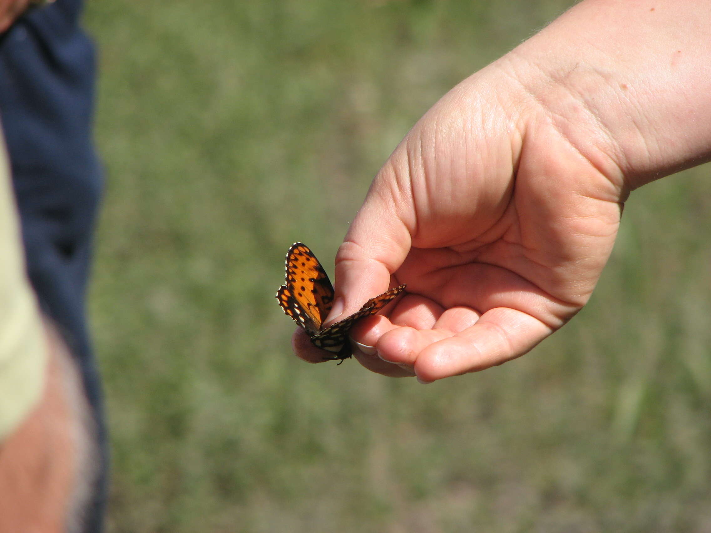 Image of Regal Fritillary