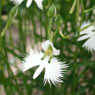 Pecteilis radiata (Thunb.) Raf. resmi