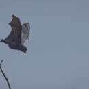 Image of Christmas Flying-fox