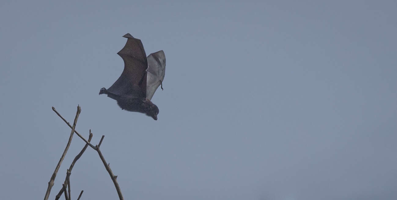 Image de Pteropus melanotus natalis Thomas 1887