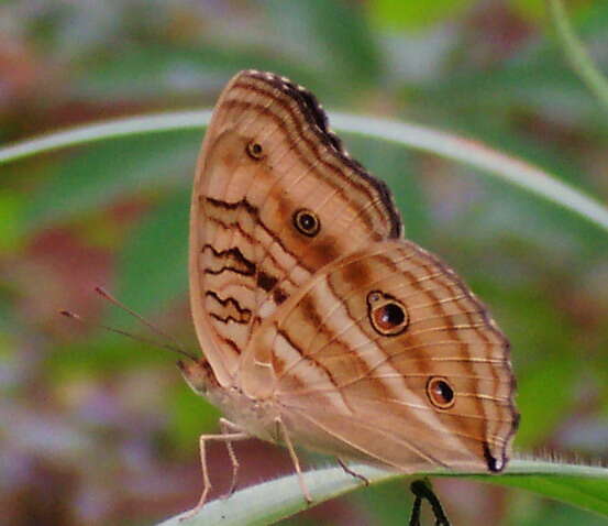 Imagem de Junonia almana Linnaeus 1758