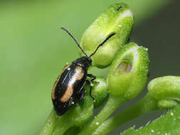 Image of Striped flea beetle