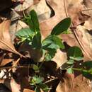 Sivun Euphorbia exserta (Small) Coker kuva