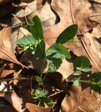 Image de Euphorbia exserta (Small) Coker