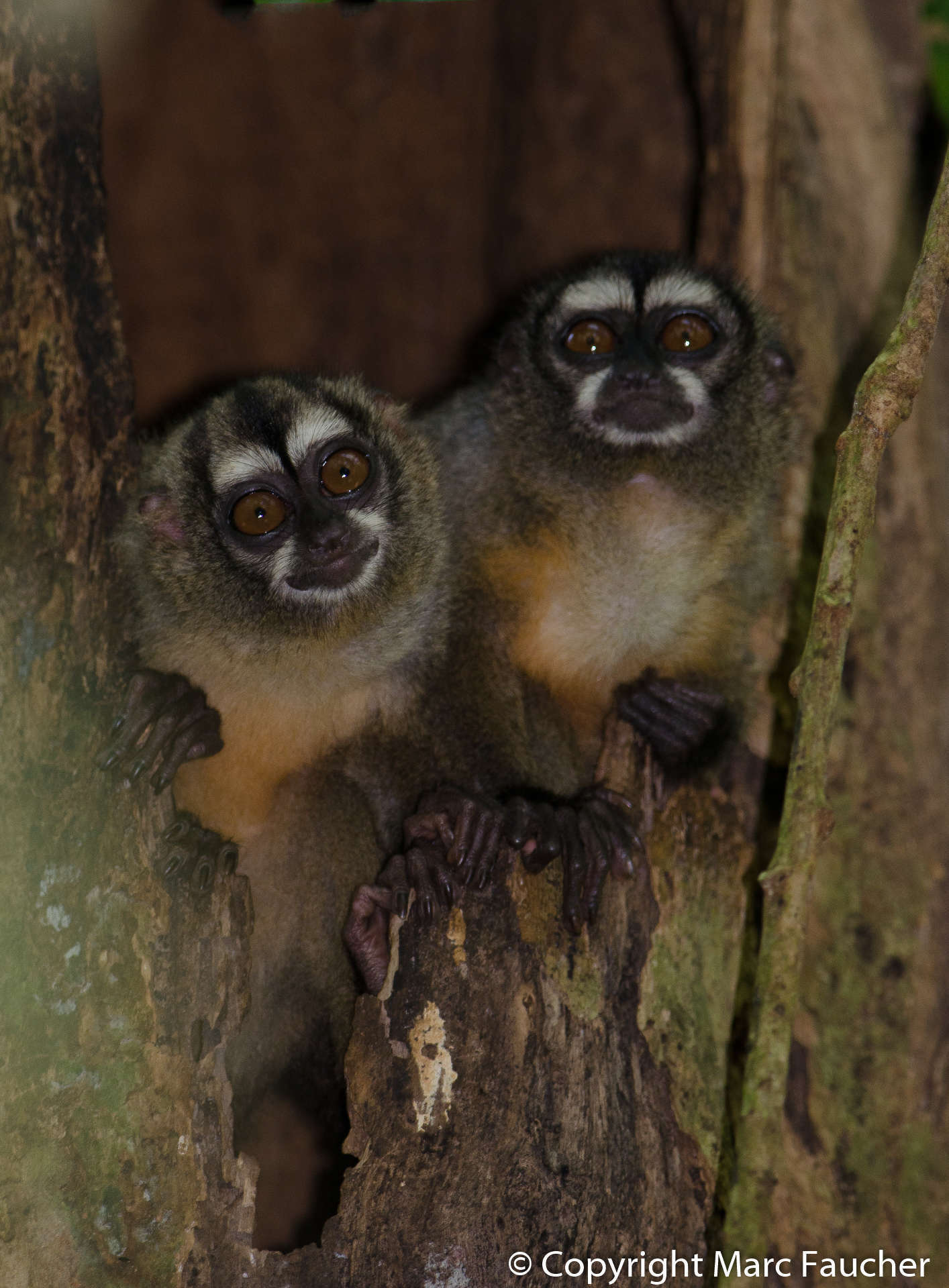 Image of Panamanian Night Monkey