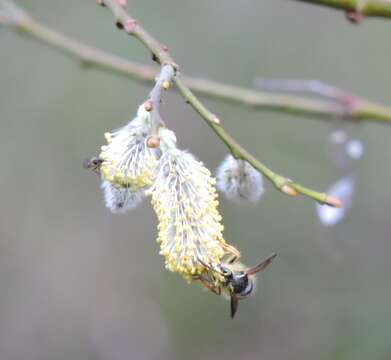 Image of Northern Aerial Yellowjacket