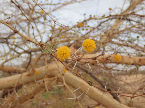 Imagem de Vachellia seyal (Delile) P. J. H. Hurter