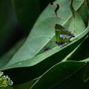 Cyanophrys bertha (Jones 1912) resmi