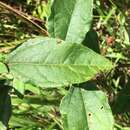 Image de Helianthus resinosus Small