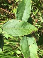 Image de Helianthus resinosus Small