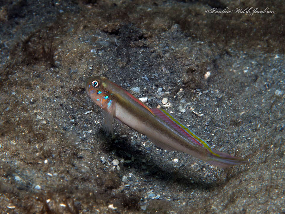 Image of Banner Goby