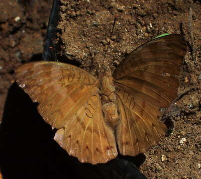 Image of Euthalia aconthea Cramer 1779