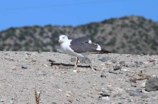 Image of Yellow-footed Gull