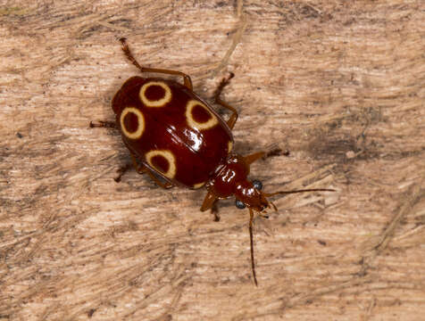 Image of Lebia (Chelonodema) quadriannulata (Bates 1878)