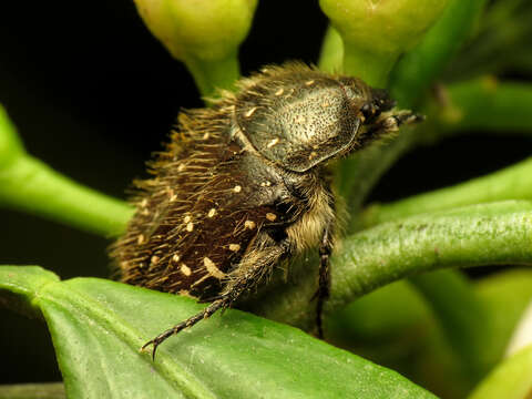 Image of Mediterranean Spotted Chafer Beetle