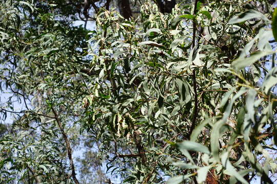 Image of Eucalyptus croajingolensis L. A. S. Johnson & K. D. Hill