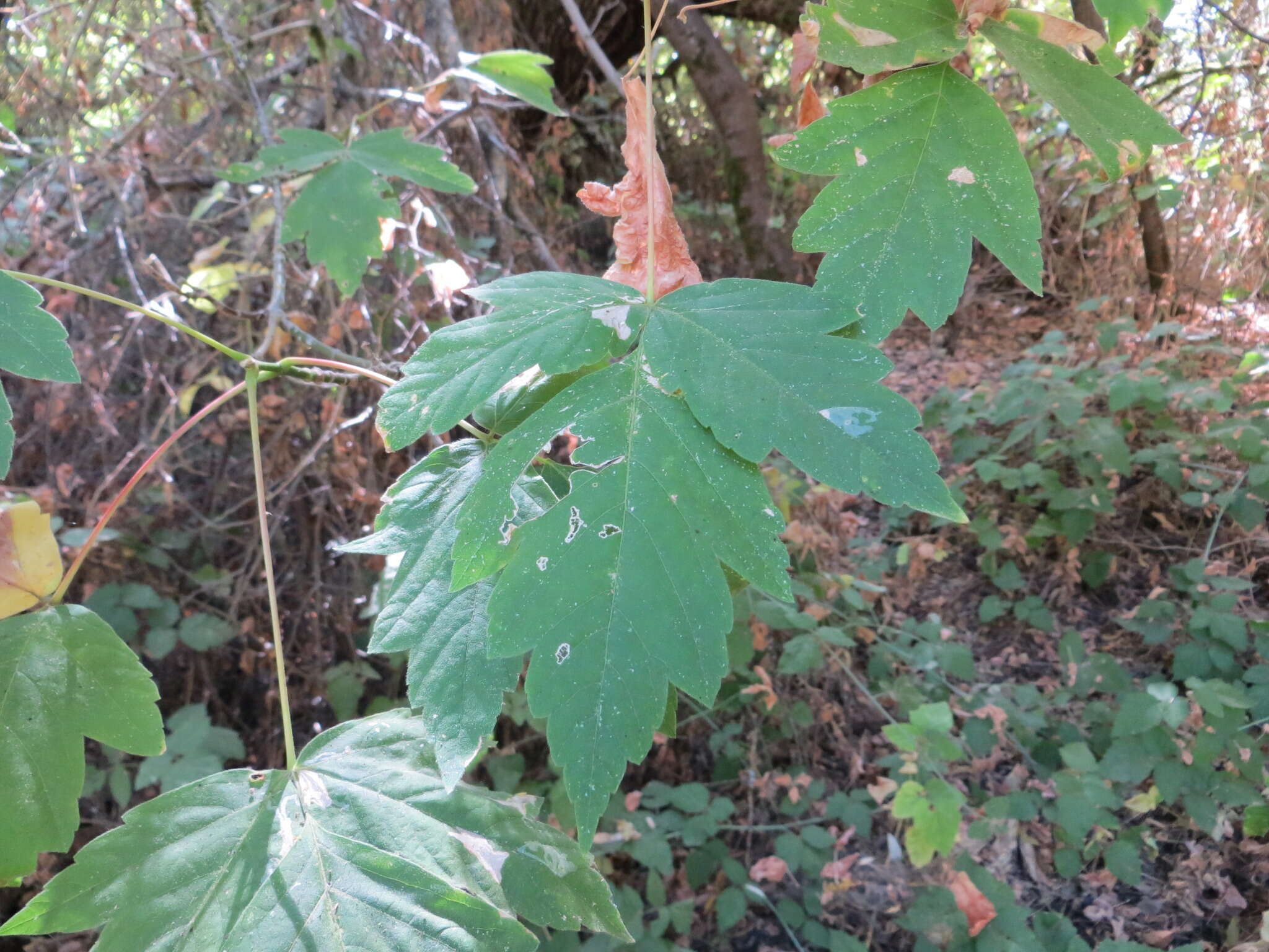 Imagem de Acer negundo var. californicum (Torr. & Gray) Sarg.