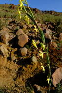 Image of Moraea reflexa Goldblatt