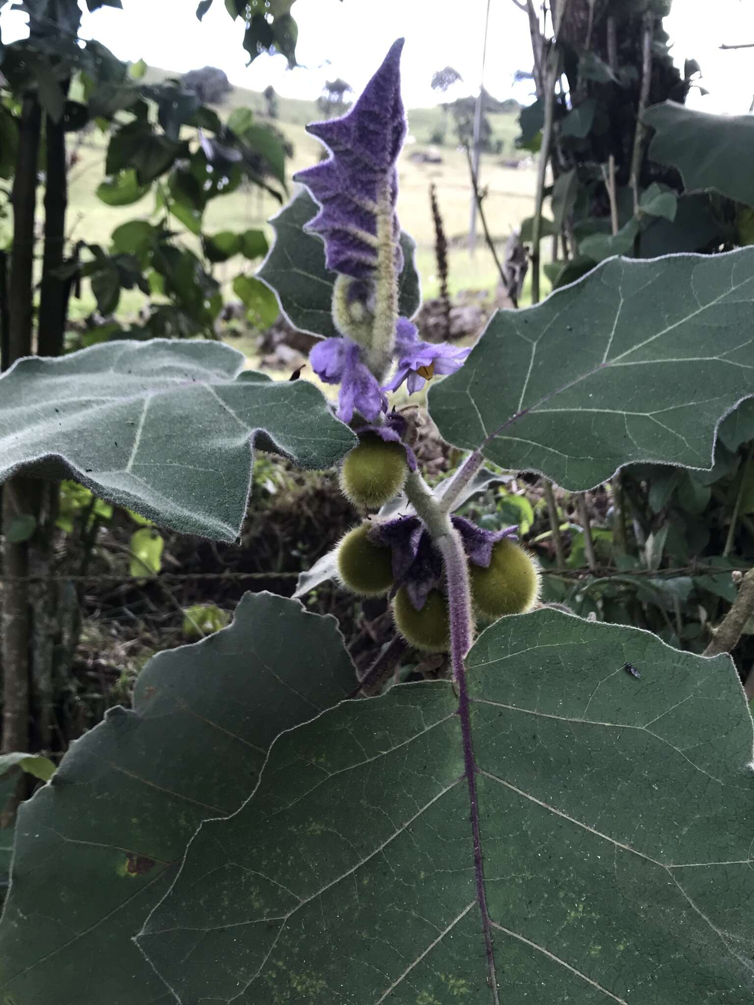 Image of Solanum vestissimum Dun.