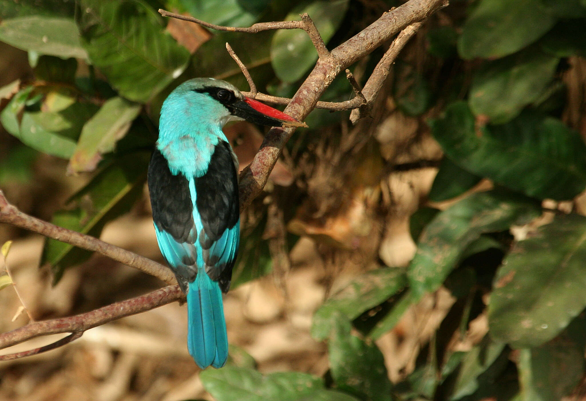 Image of Blue-breasted Kingfisher