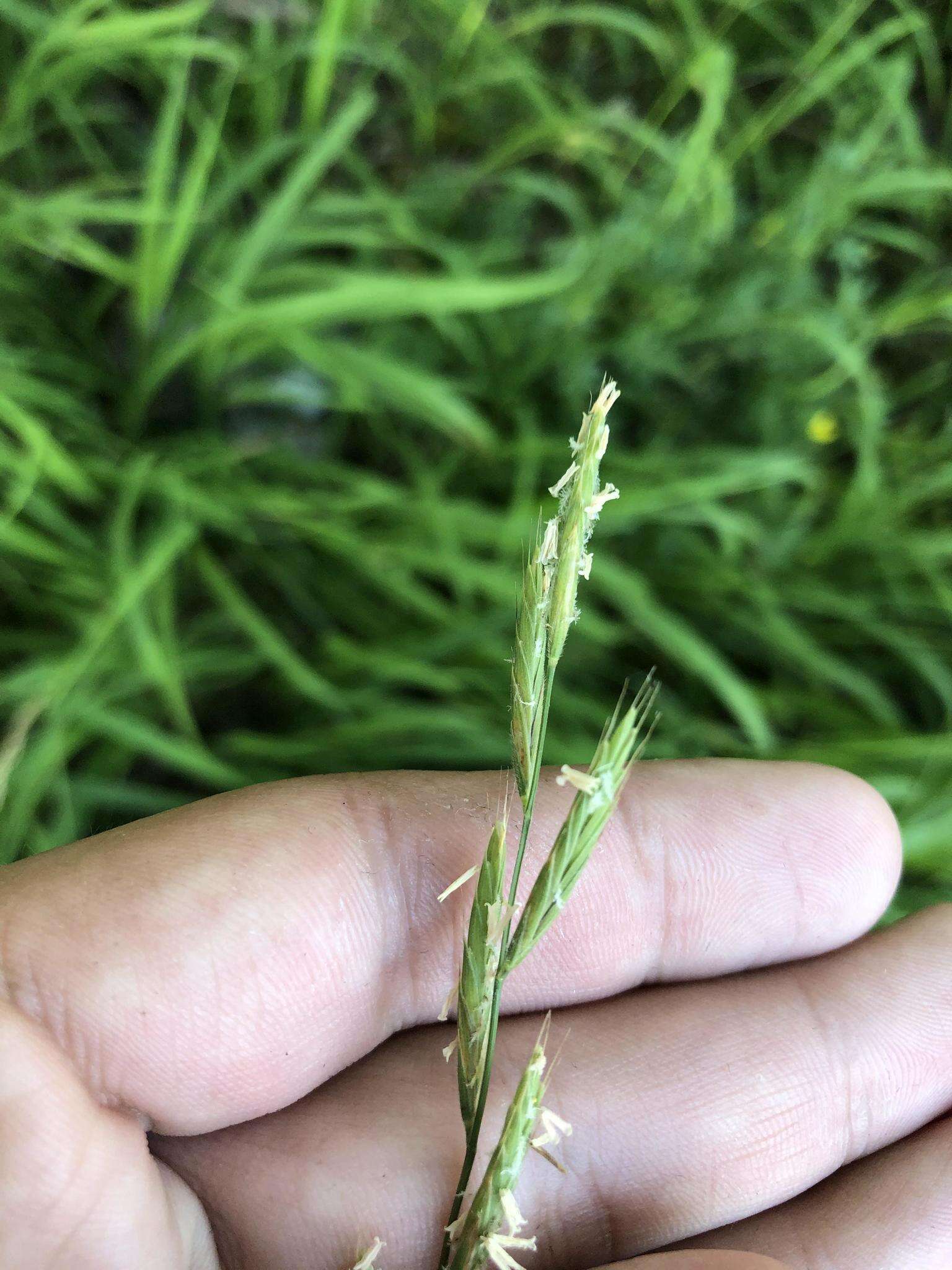 Image of heath false brome