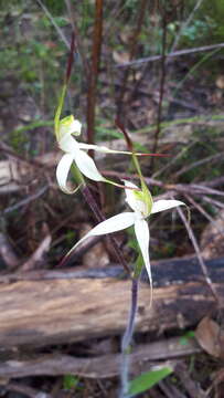 Image of Caladenia rigida R. S. Rogers