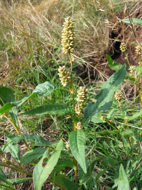 Image of Dock-Leaf Smartweed