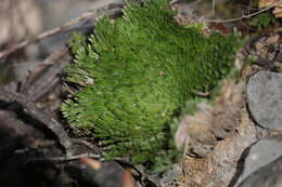 Слика од Selaginella pilifera A. Br.