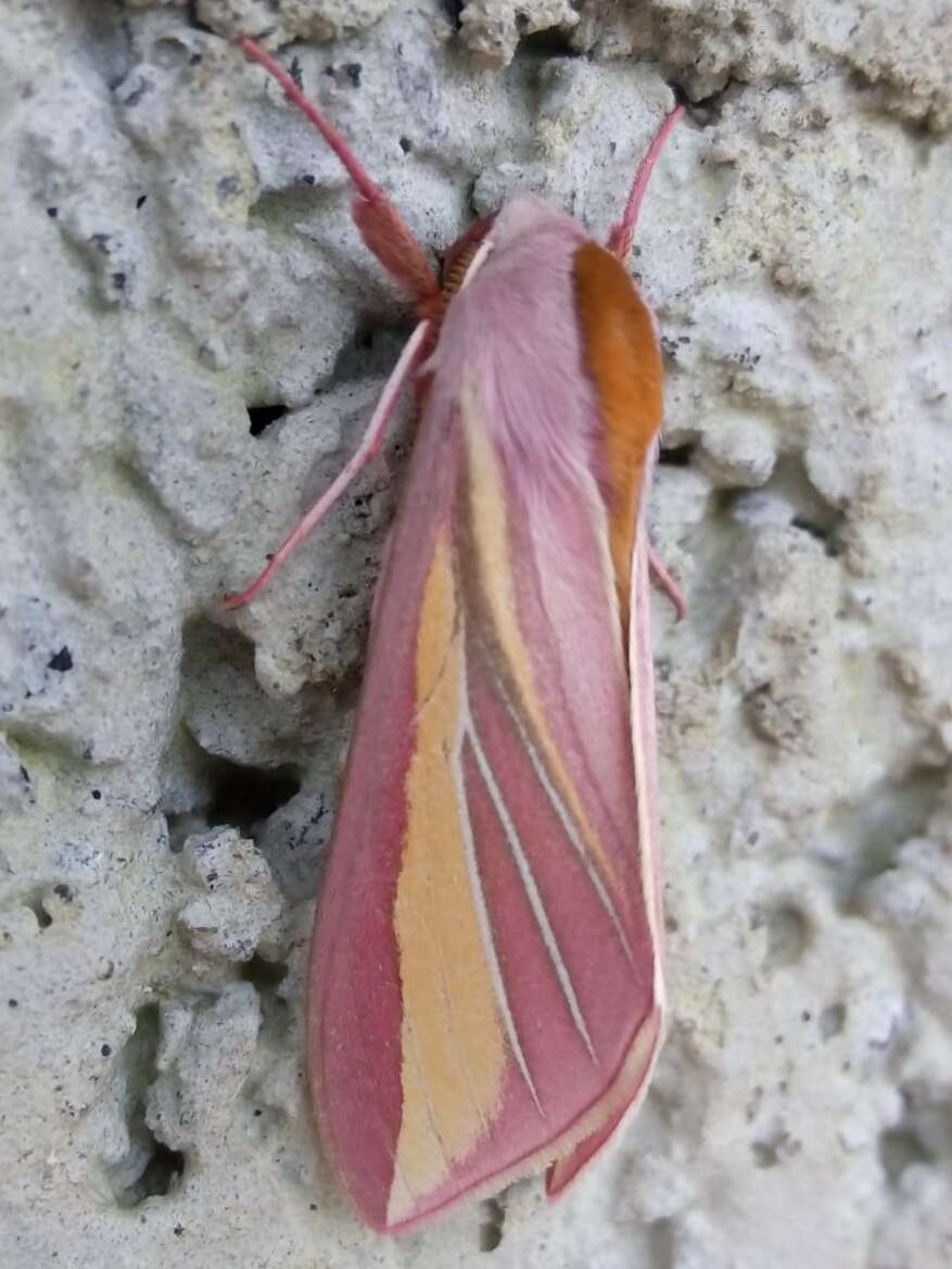 Image de Leucophlebia lineata Westwood 1847