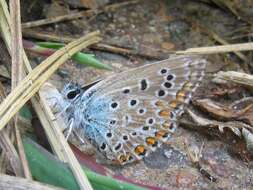 Image of common blue