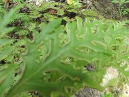 Image of Pteris macilenta A. Rich.