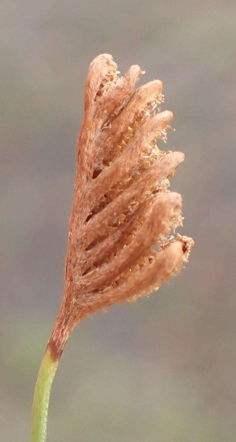 Imagem de Schizaea tenella Kaulf.