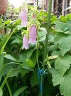 Image of Campanula punctata var. punctata